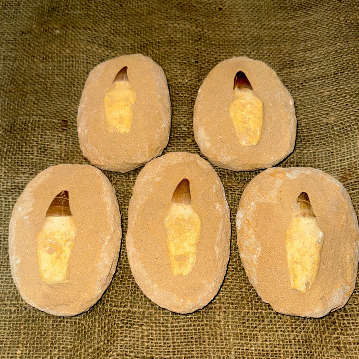 Mosasaur Tooth with Matrix (5-6")