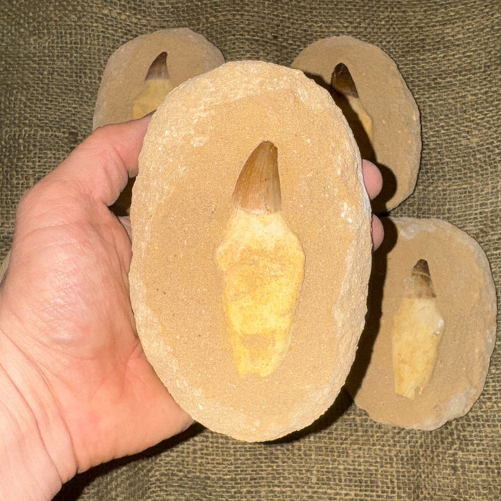 Mosasaur Tooth with Matrix (5-6")