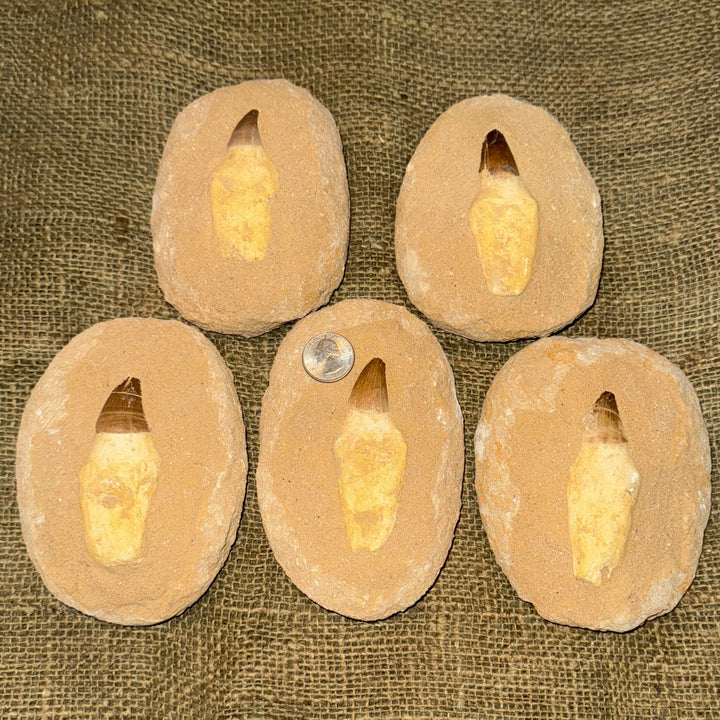 Mosasaur Tooth with Matrix (5-6")