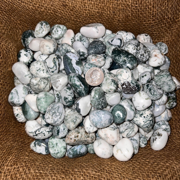 Polished Green Tree Agate - 1/2 LB