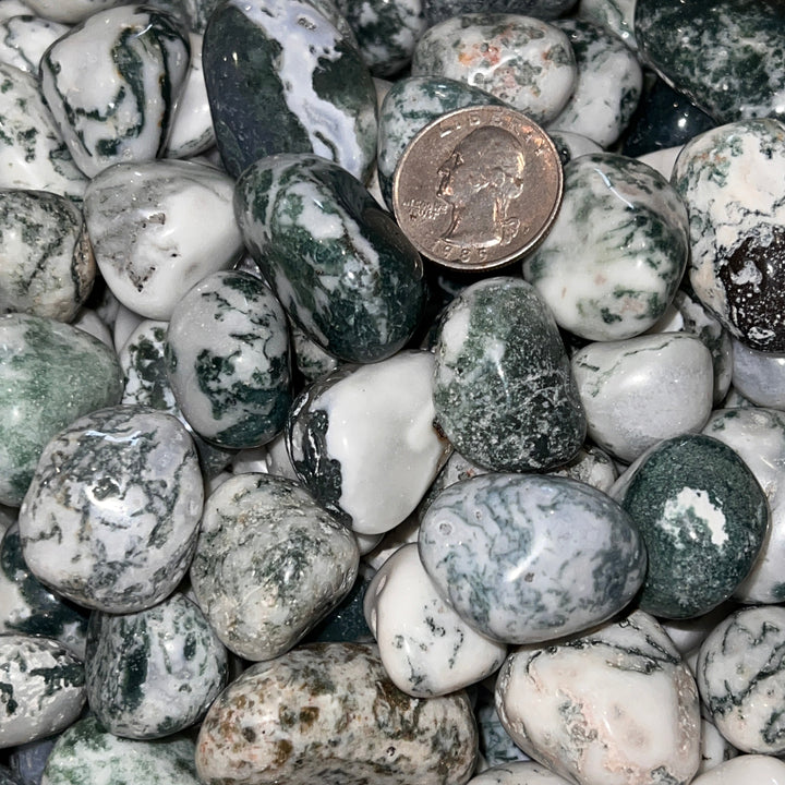 Polished Green Tree Agate - 1/2 LB