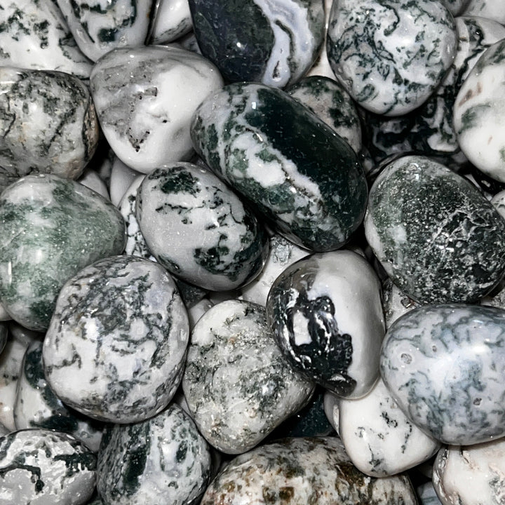 Polished Green Tree Agate - 1/2 LB