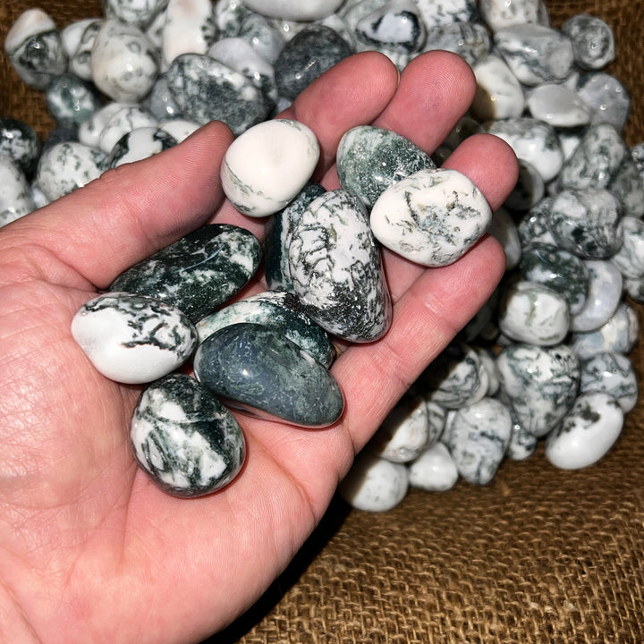 Polished Green Tree Agate - 1/2 LB