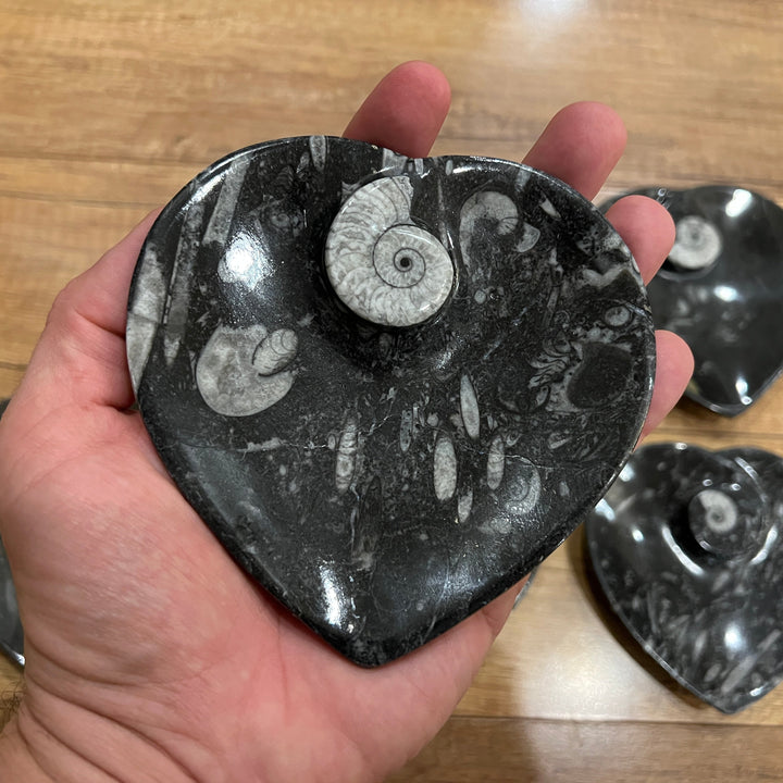 Black Orthoceras & Ammonite Fossil Heart Dish/Bowl (~4.5")