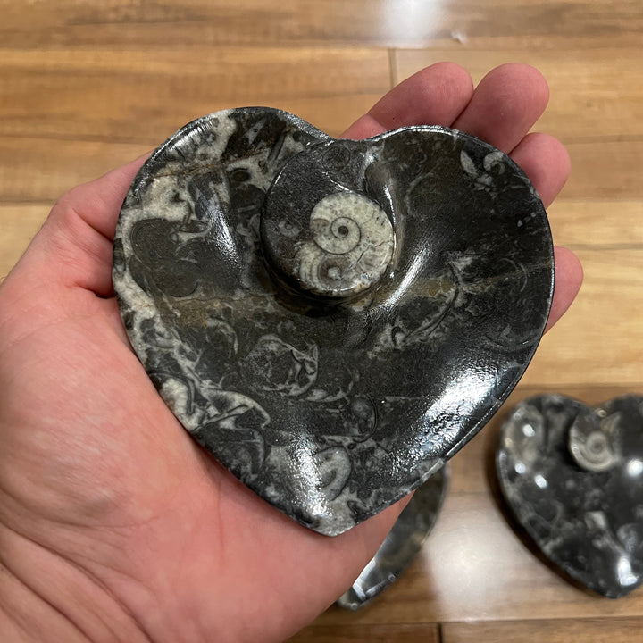 Black Orthoceras & Ammonite Fossil Heart Dish/Bowl (~4.5")