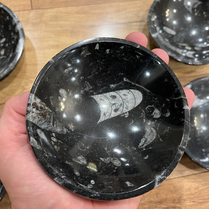 Black Orthoceras Fossil Dish/Bowl (~4")