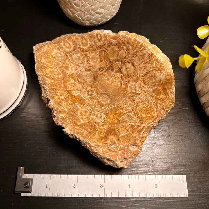 Fossilized Coral Bowl
