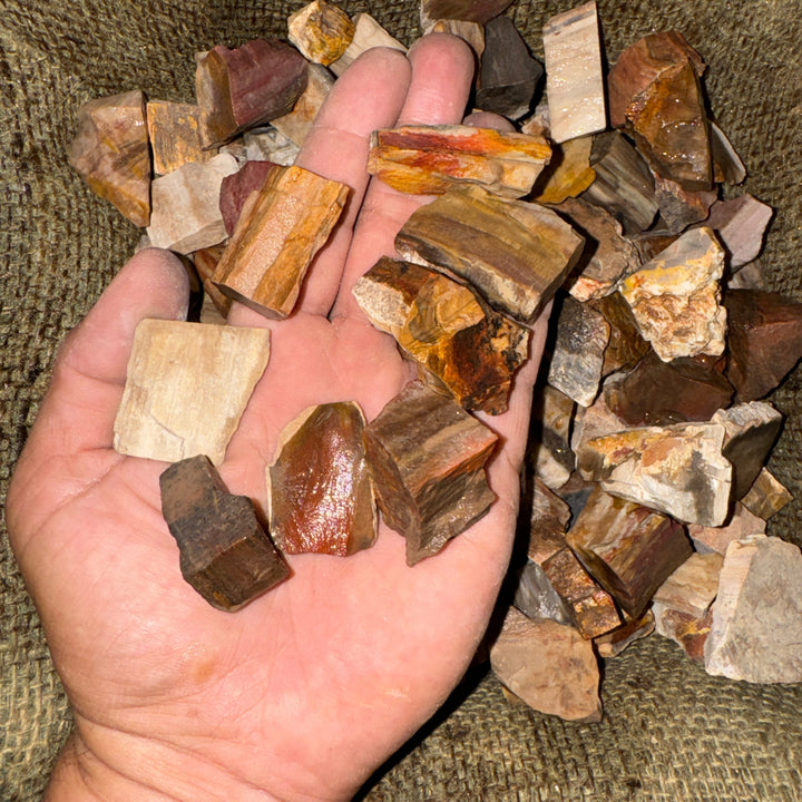Petrified Wood Rough (By the Pound)