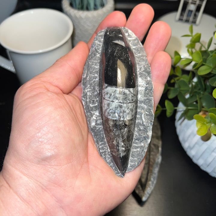 Black Orthoceras Squid Fossil with Matrix (4-5")