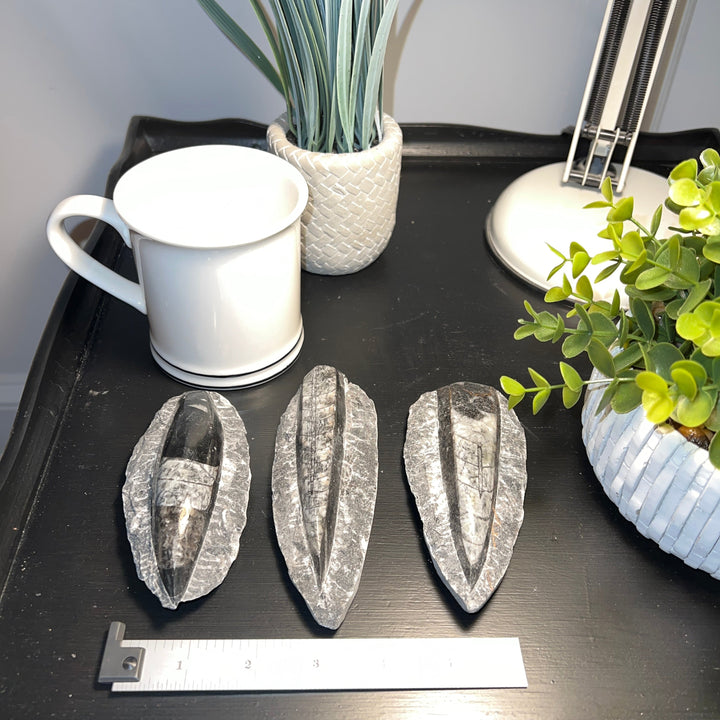 Black Orthoceras Squid Fossil with Matrix (4-5")