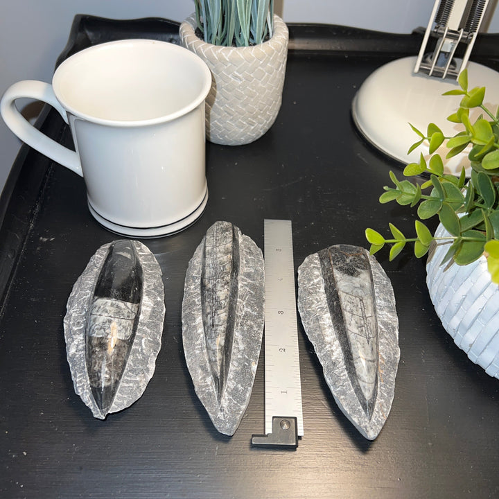 Black Orthoceras Squid Fossil with Matrix (4-5")