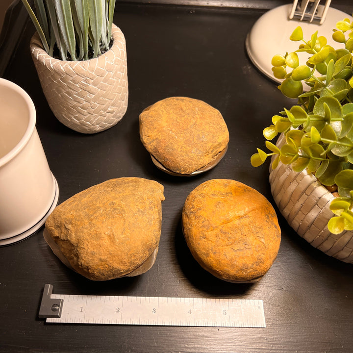 Septarian Nodule Fossil Pairs (LARGE) (2 Halves)