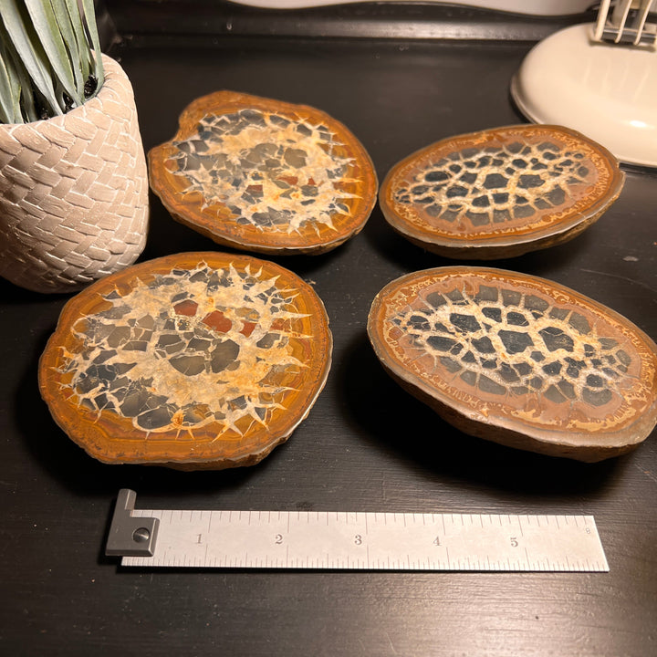 Septarian Nodule Fossil Pairs (XLARGE) (2 Halves)