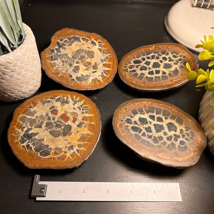 Septarian Nodule Fossil Pairs (XLARGE) (2 Halves)