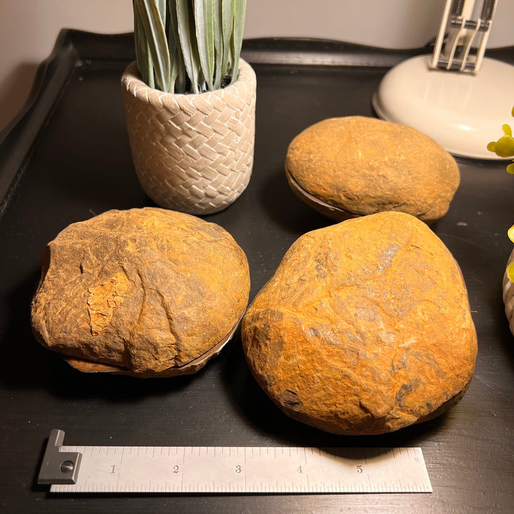 Septarian Nodule Fossil Pairs (XLARGE) (2 Halves)