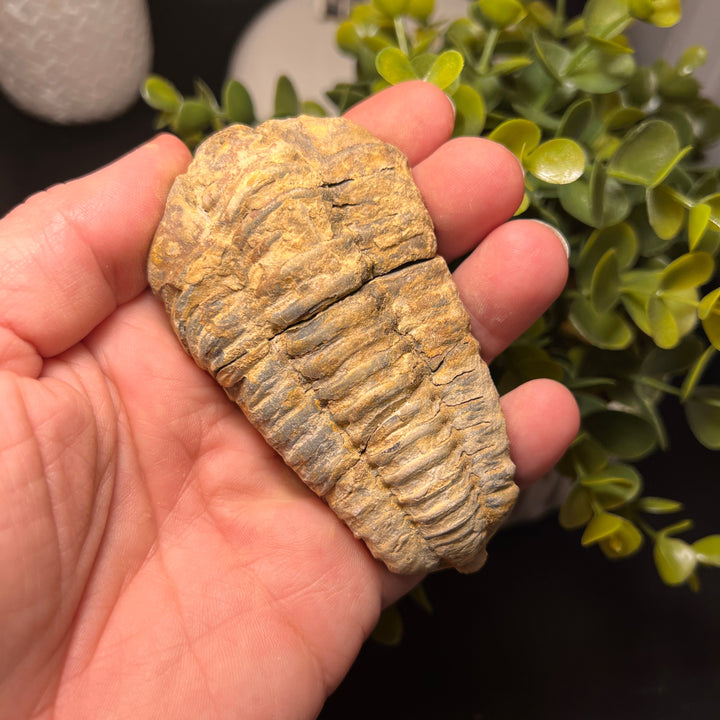 Trilobite Fossil