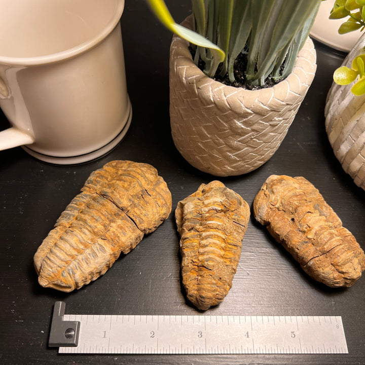 Trilobite Fossil