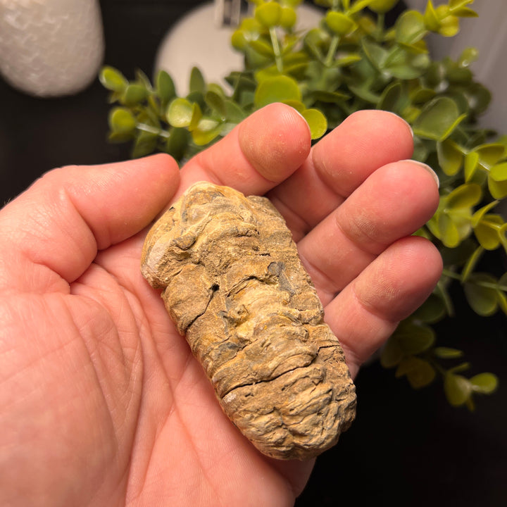 Trilobite Fossil