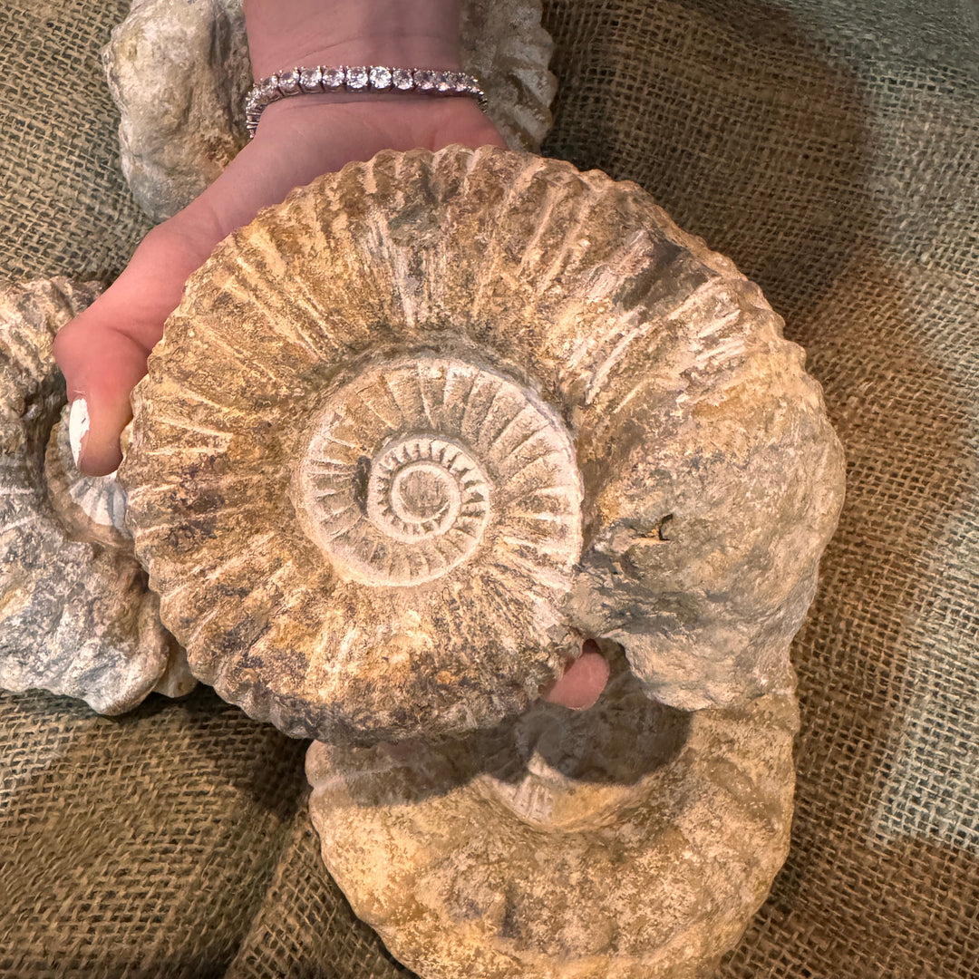 XL Raw Ammonite Fossil (5"-7")