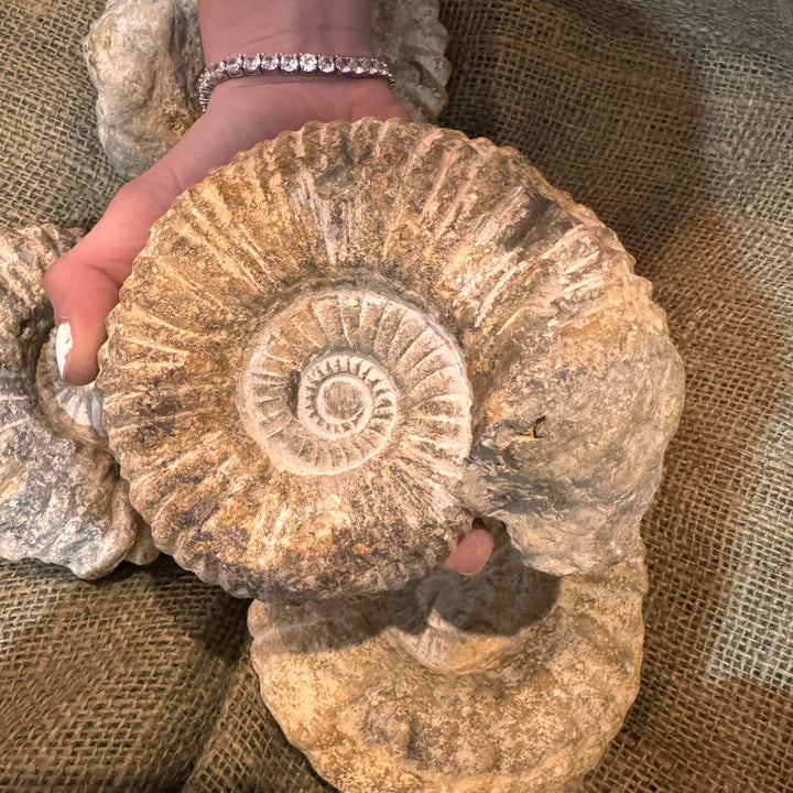 XL Raw Ammonite Fossil (5"-7")