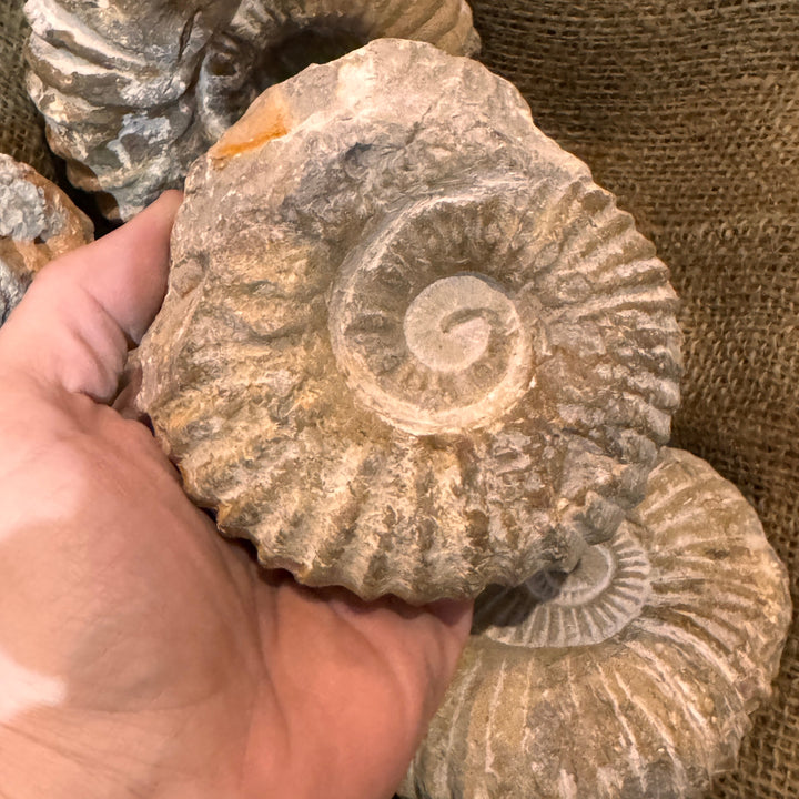 Large Raw Ammonite Fossil (3"-5")