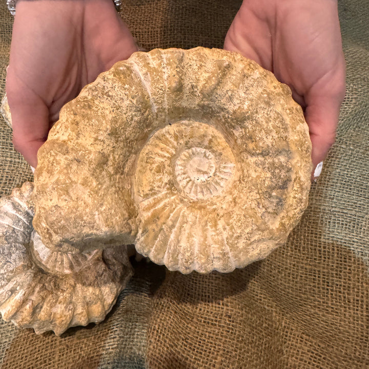 XL Raw Ammonite Fossil (5"-7")