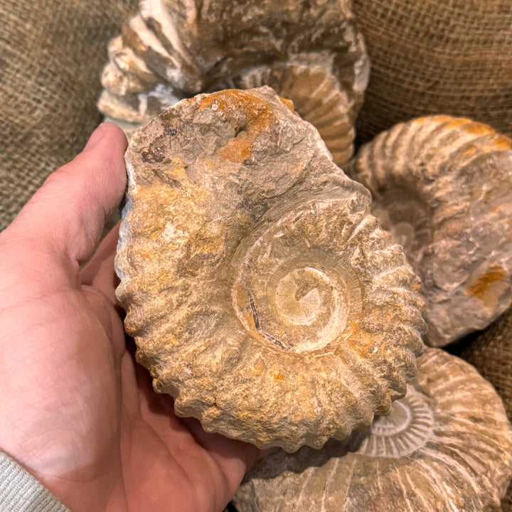 Large Raw Ammonite Fossil (3"-5")
