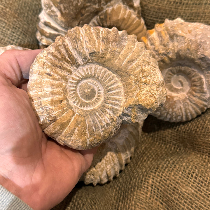 Large Raw Ammonite Fossil (3"-5")