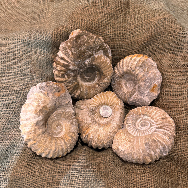 Large Raw Ammonite Fossil (3"-5")