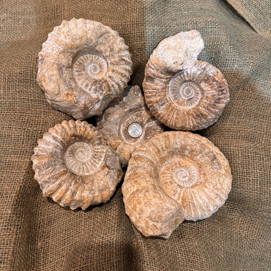 XL Raw Ammonite Fossil (5"-7")