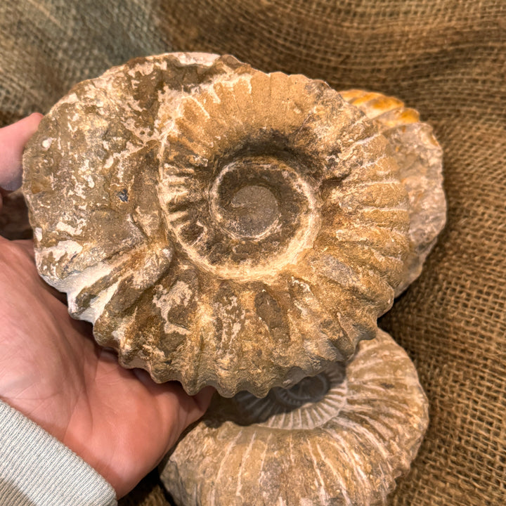 Large Raw Ammonite Fossil (3"-5")
