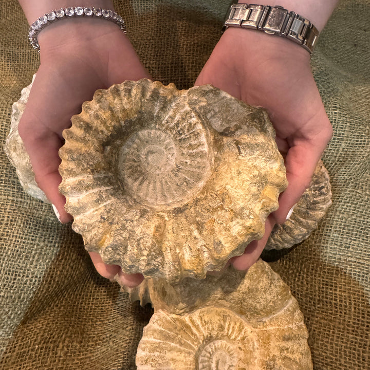 XL Raw Ammonite Fossil (5"-7")